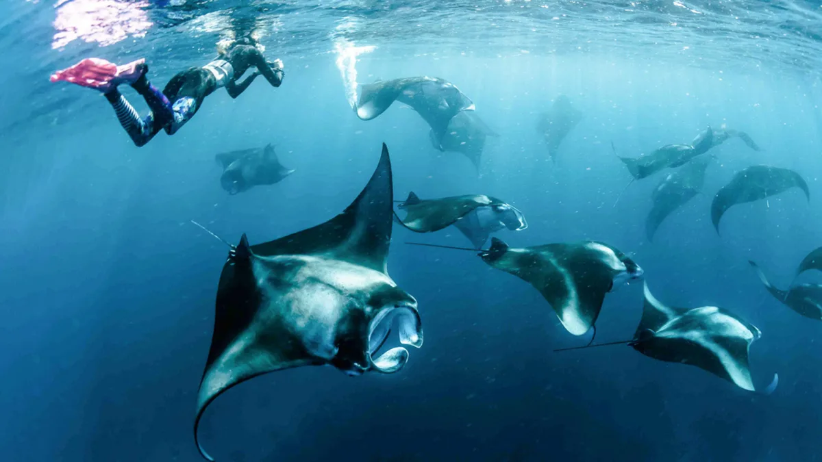 Manta ray encounter