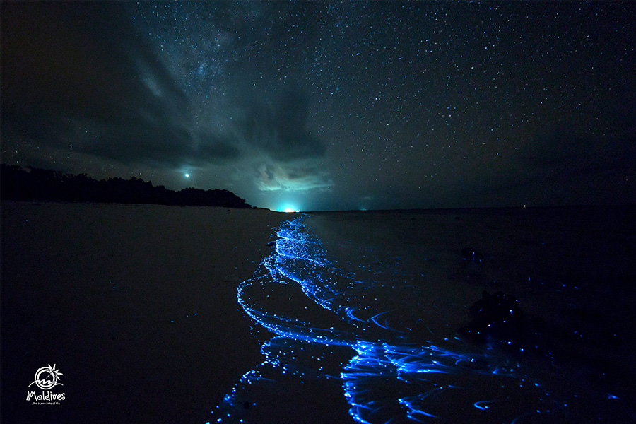 Bioluminescent plankton