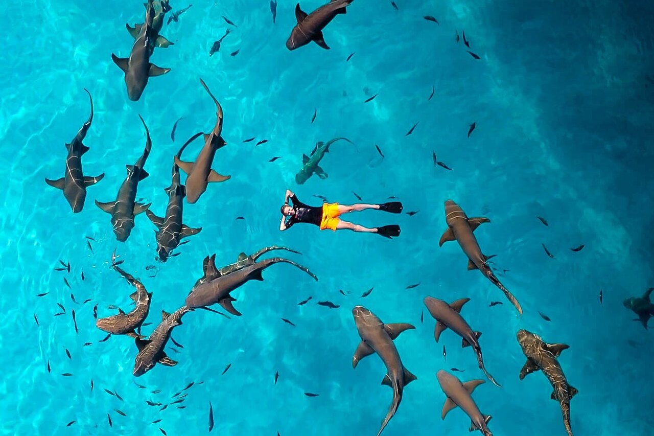 Fulidhoo Shark Safari