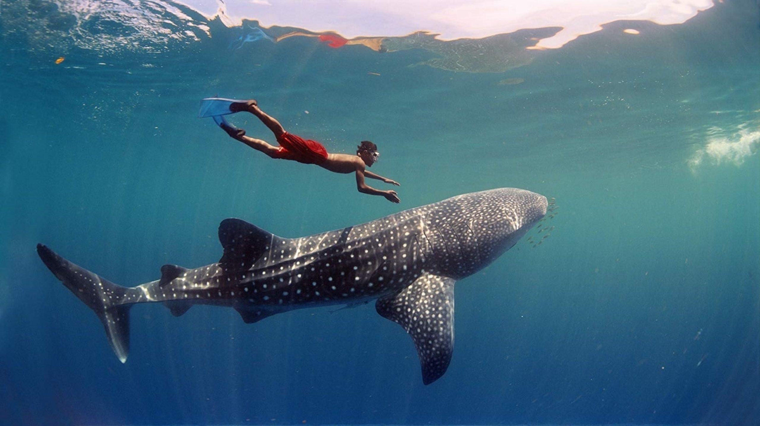 Whale Shark Explorer
